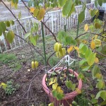 スターフルーツ