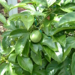 パッションフルーツ