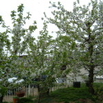 サクランボの花