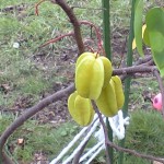 スターフルーツ (2)