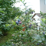 ブルーベリー (2)